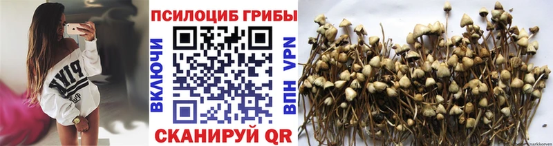 дарк нет наркотические препараты  Сатка  Псилоцибиновые грибы GOLDEN TEACHER  наркота 